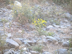 Alyssoides utriculata