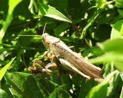 Schistocerca camerata