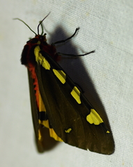Arctia matronula