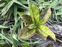 Parsonsia alboflavescens