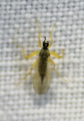 Tachydromiinae