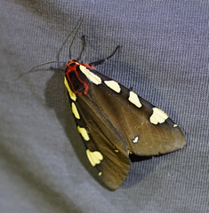 Arctia matronula