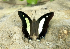 Polyura bharata
