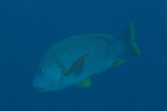 Lutjanus rivulatus