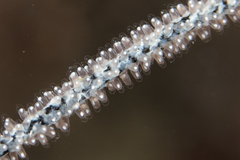 Amblyglyphidodon aureus