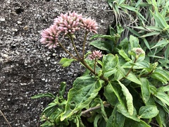 Eupatorium kiirunense