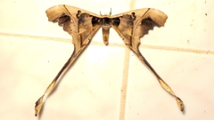 Copiopteryx sonthonnaxi