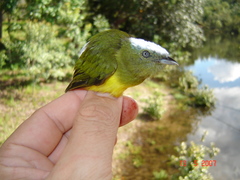 Lepidothrix nattereri