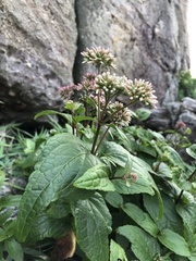 Eupatorium kiirunense