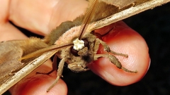 Copiopteryx sonthonnaxi