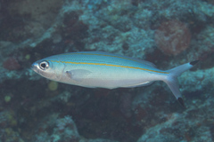 Pterocaesio digramma