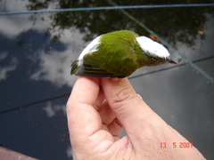 Lepidothrix nattereri