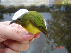 Lepidothrix nattereri