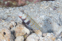 Amblyeleotris guttata