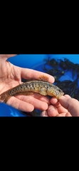Gobius ophiocephalus