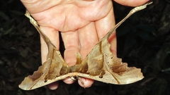 Copiopteryx sonthonnaxi