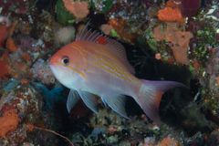 Pseudanthias luzonensis