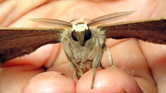 Copiopteryx sonthonnaxi