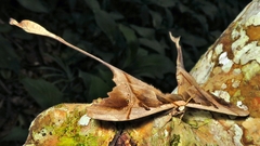 Copiopteryx sonthonnaxi