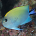 Black-spot Angelfish - Photo (c) Mark Rosenstein, some rights reserved (CC BY-NC-SA), uploaded by Mark Rosenstein