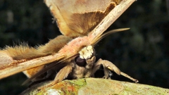 Copiopteryx sonthonnaxi