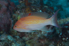 Pseudanthias luzonensis