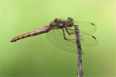 Sympetrum gilvum
