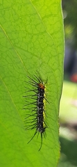 Nymphalidae