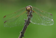Sympetrum gilvum