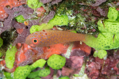 Trimma macrophthalmus