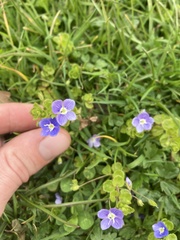 Veronica filiformis