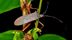 Leptoscelis elongator