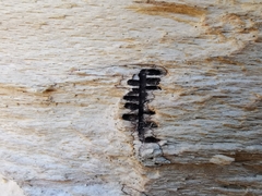Trypodendron