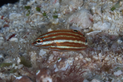 Halichoeres biocellatus
