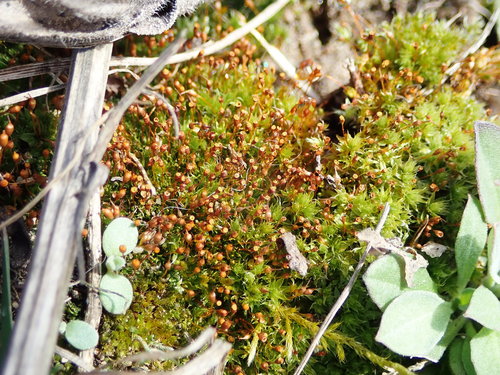 Trumpoji minkštūnė