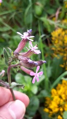 Silene fuscata