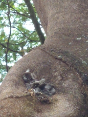 Nannotrigona testaceicornis