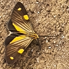 Phaeochlaena lampra