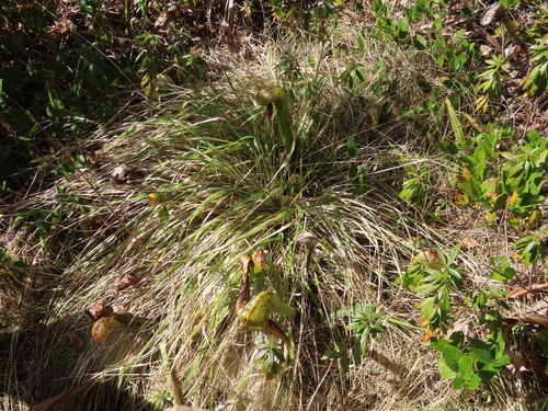 Pacific Reed Grass foliage