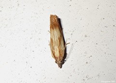 Eucosma umbrastriana