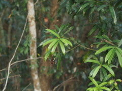 Podocarpus nakaii