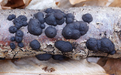 Annulohypoxylon annulatum