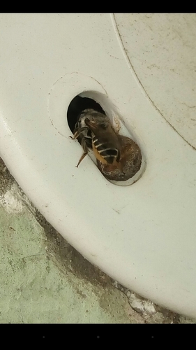 photo of Leafcutter, Mortar, And Resin Bees (Megachile)