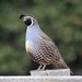 California Quail - Photo (c) Anne Parsons, some rights reserved (CC BY-NC), uploaded by Anne Parsons