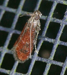 Varneria atrifasciella