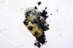 Annulohypoxylon annulatum