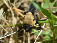 Cuterebra abdominalis