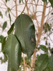 Astylus atromaculatus