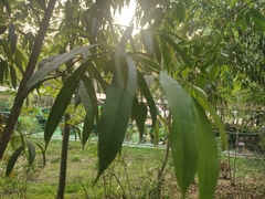 Ficus celebensis