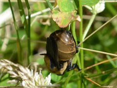 Cuterebra abdominalis